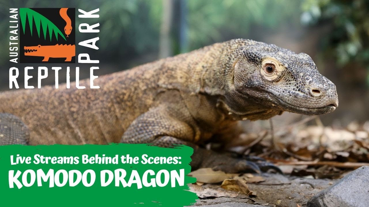 LIVE WITH KRAKEN THE KOMODO DRAGON | AUSTRALIAN REPTILE PARK