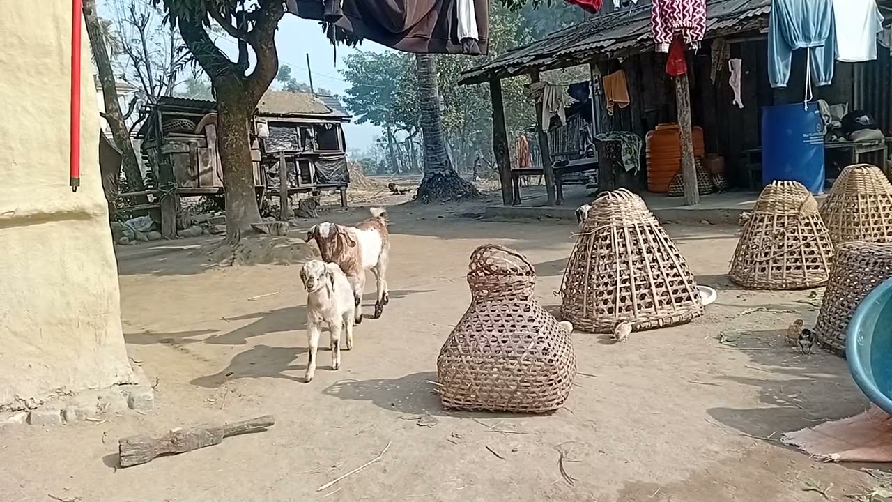 Goat asmr