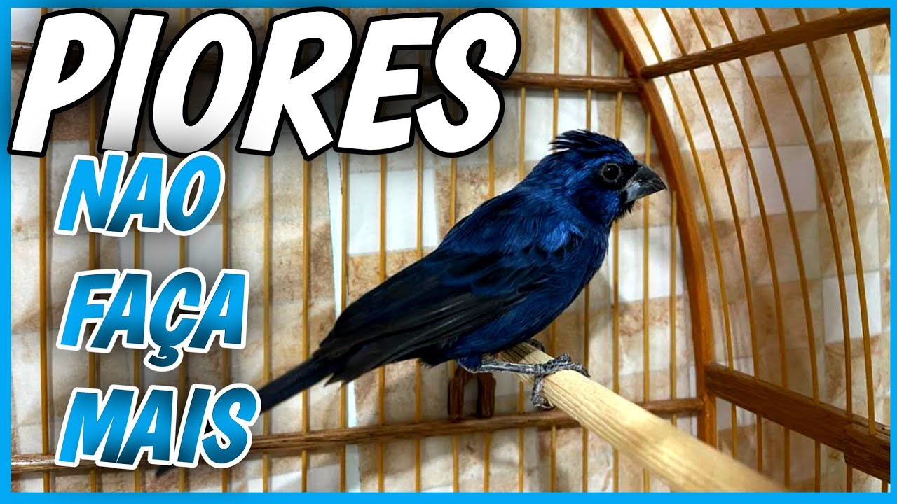 AZUL&Atilde;O ENTOPETANDO PRA MIM OQUE FAZER 🔥 | 3 fatores que faz AZUL&Atilde;O esfriar e perder fogo
