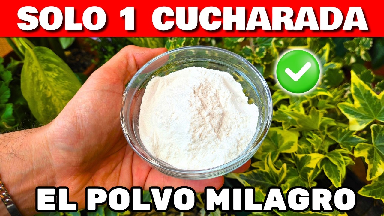 Solo 1 CUCHARADA y Mis Plantas ESTALLARON en FLORES!! Abono Casero para Floraci&oacute;n | Huerta Urbana