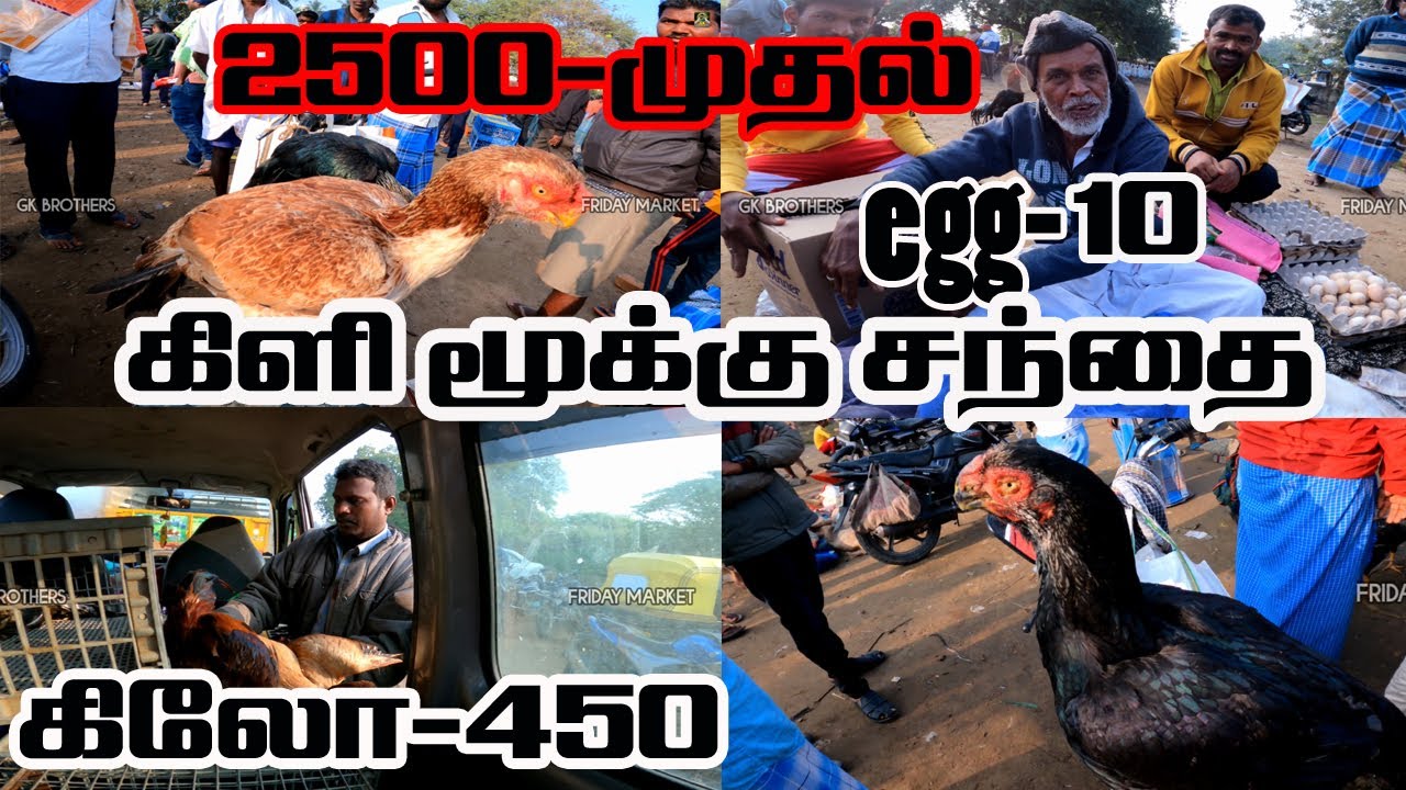கிளிமுக்கு 2500-முதல் குந்தராப்பள்ளி கோழி சந்தை//GK 450-400 //EGG-10