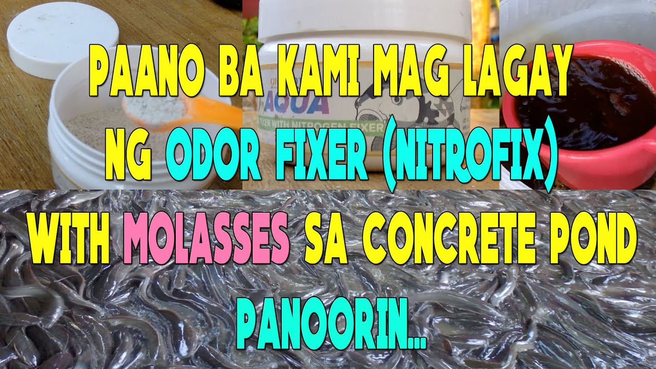 PAANO BA KAMI MAGLAGAY NG ODOR FIXER WITH MOLASSES SA CONCRETE POND | CATFISH FARMING