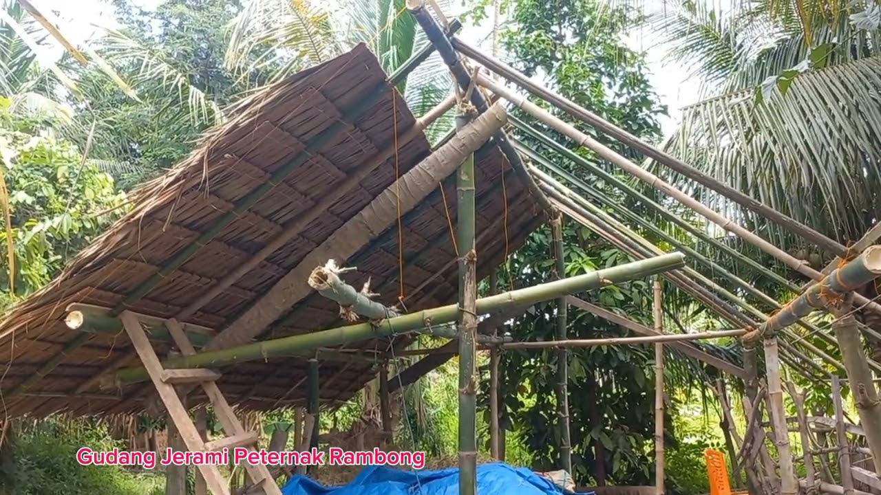 Rehap Gudang Jerami Peternak Rambong #peternakansapi #penyimpanan