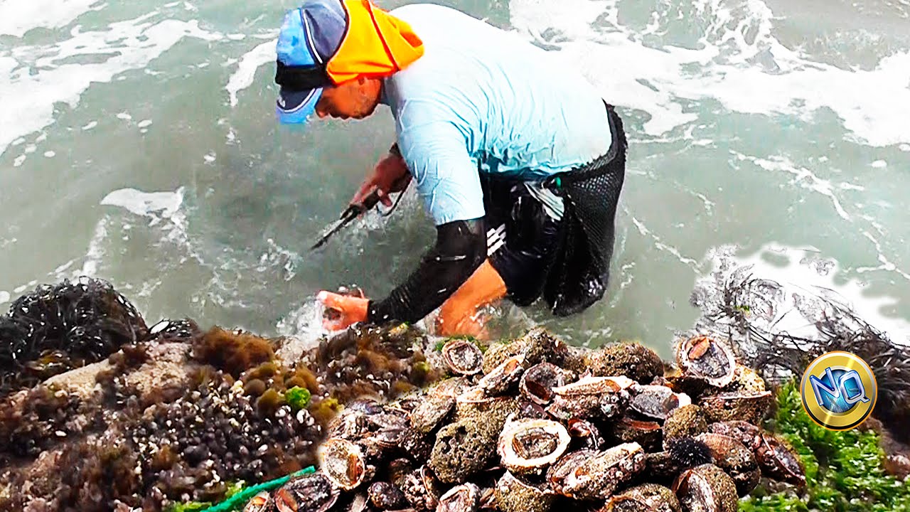 Descubre Cómo se Extraen los deliciosos Mariscos de las Rocas