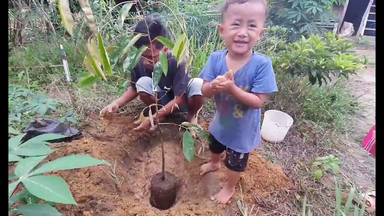 Membongkar pondok guguk ramai anak-anak senang menanam bibit buah