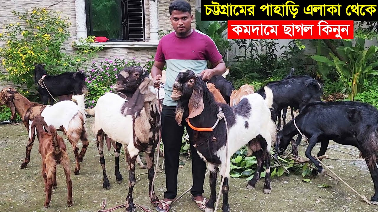 চট্টগ্রাম থেকে গ্যারান্টি সহকারে গাভ ছাগল ও কমদামে উন্নত জাতের ছাগল কিনুন Goat farm