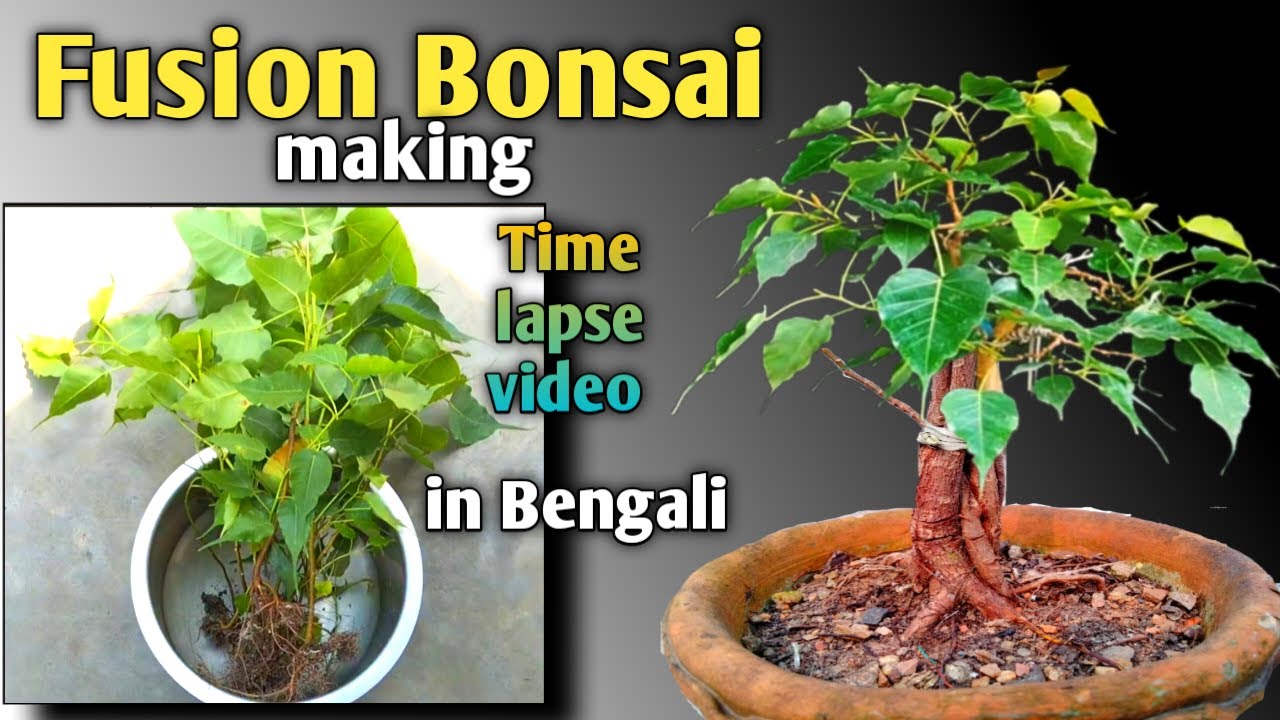 How to make Fusion bonsai peepal bonsai making অশ্বত্থ গাছের বনসাই করার নতুন পদ্ধতি।।
