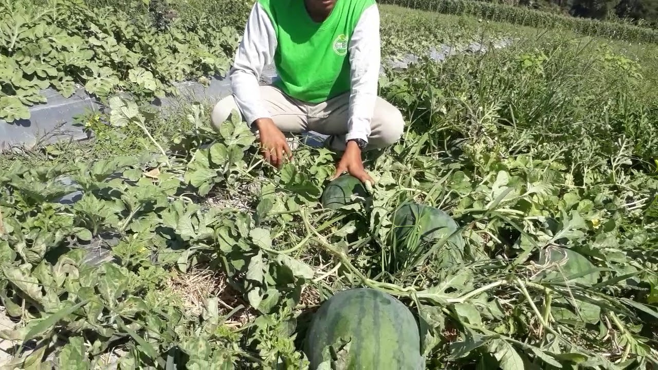 Semangka non biji Amara f1 Buah Banyak