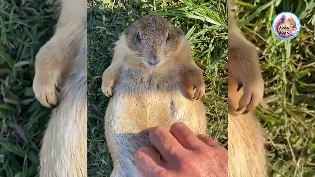 Funny pets series - adorable prairie dogs and relatives