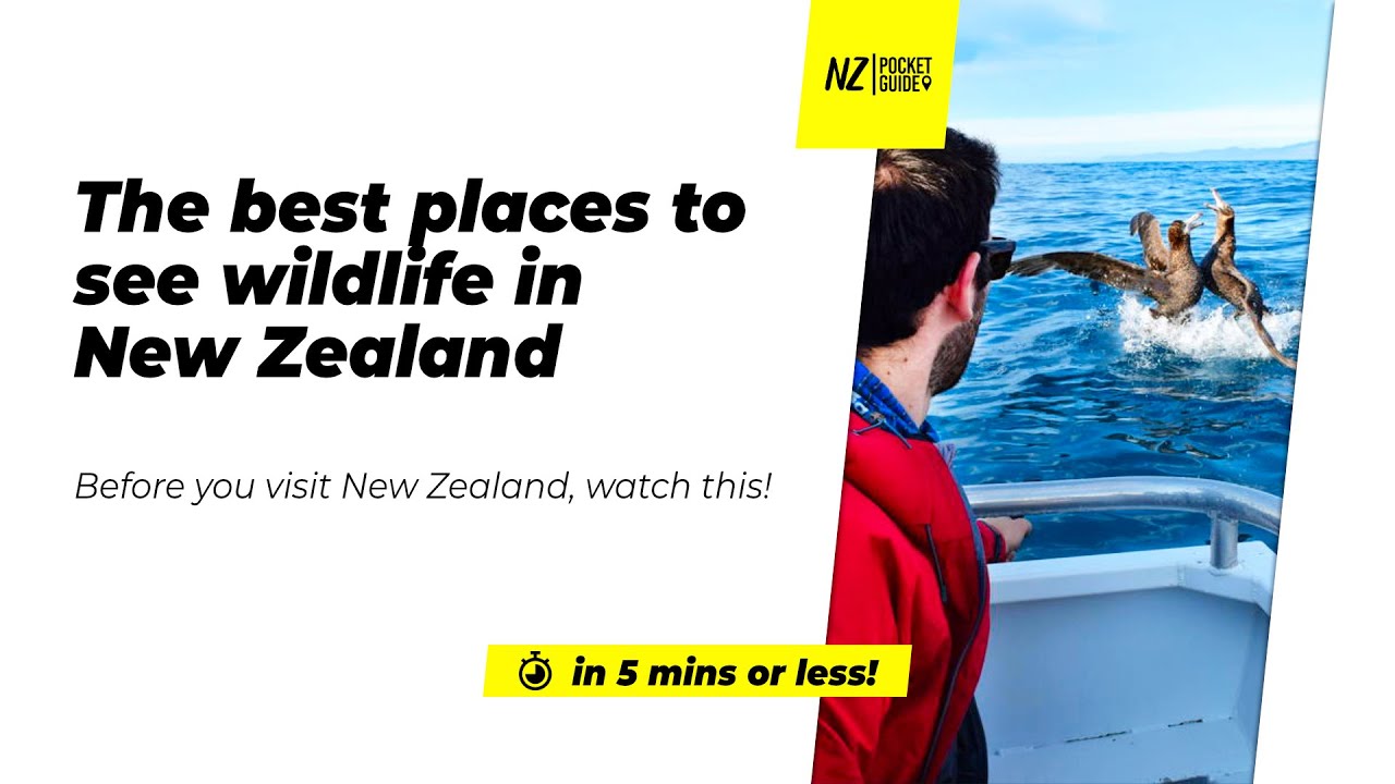 🗺️The best places to see wildlife in New Zealand  - NZPocketGuide.com