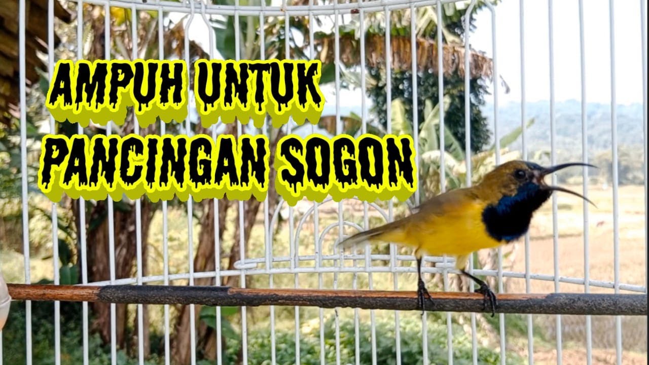 AMPUH UNTUK PANCINGAN SOGON SETENGAH JALAN BIKIN GACOR       #pancingansogongacor #sogongacor #sogon