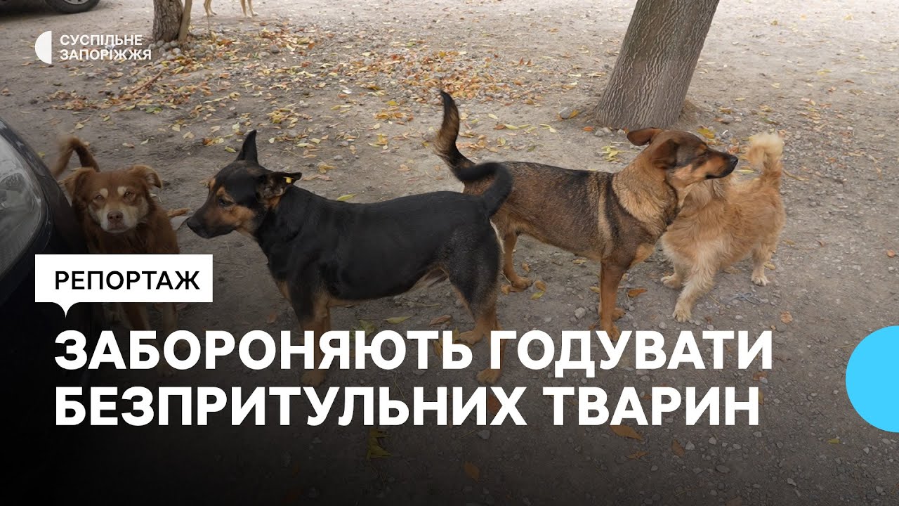 У Кушугумській громаді заборонили підгодовувати безпритульних тварин
