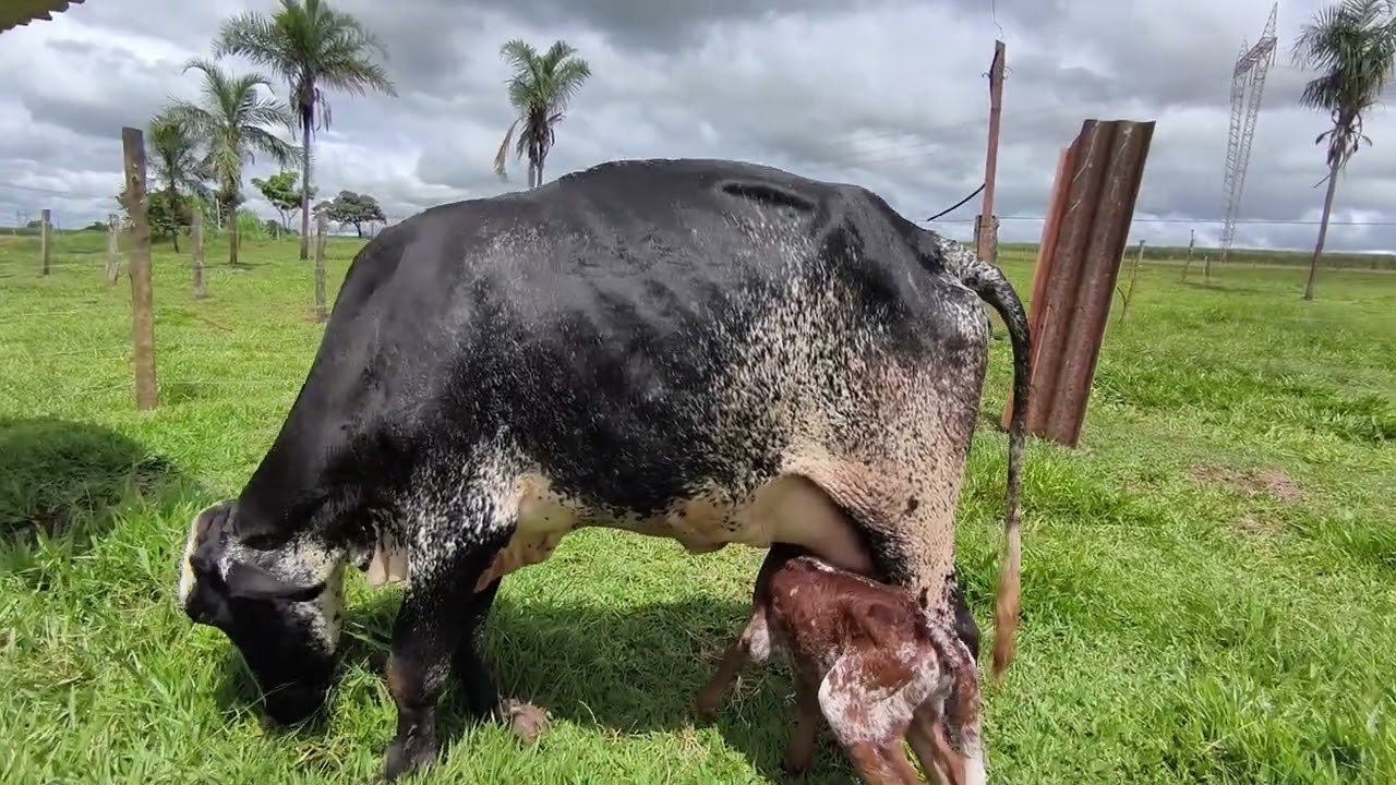 a vaca manquinha pariu  tive que por ela no cercado  separado