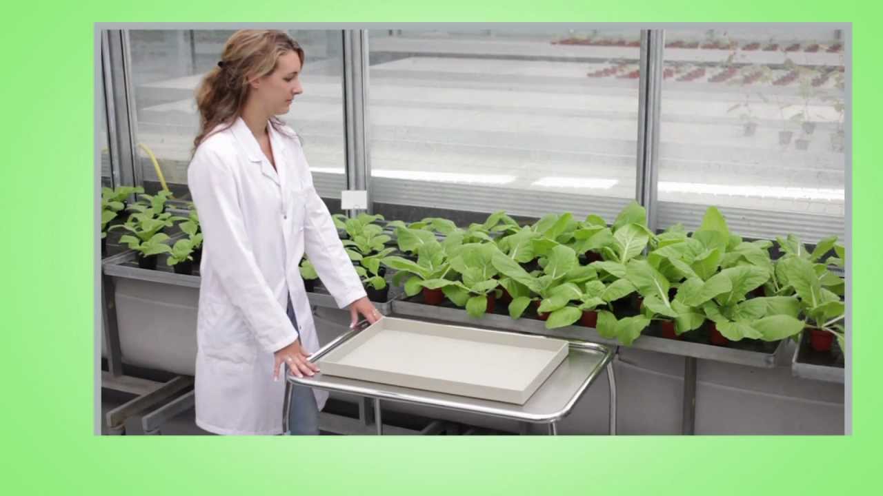 Aphids - IRAC Susceptibility Test Method No. 019