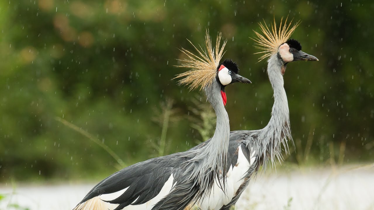 Birding Uganda 2018 9/12 from Kabale to Lake Mburo NP