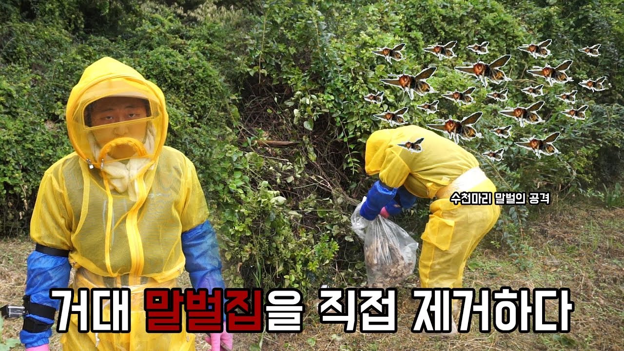 [도깨비] 거대 말벌집을 직접 제거하다(수천마리 말벌떼 공격받다ㅎㄷㄷ)