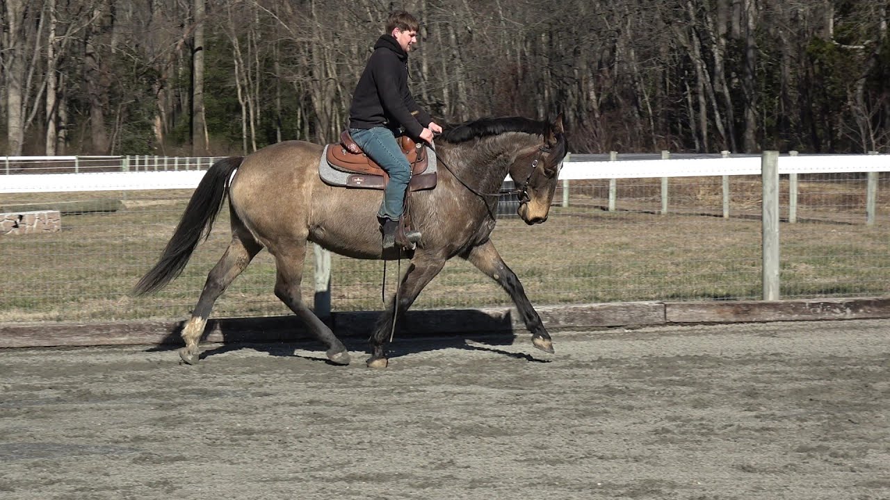 Charlie buckskin gelding 1 21 26