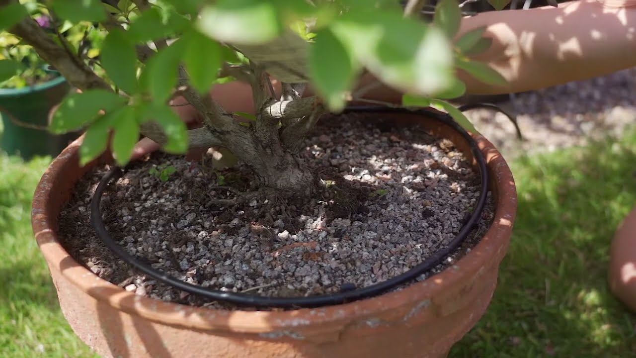 Micro Drip Line | Tree Ring Irrigation System