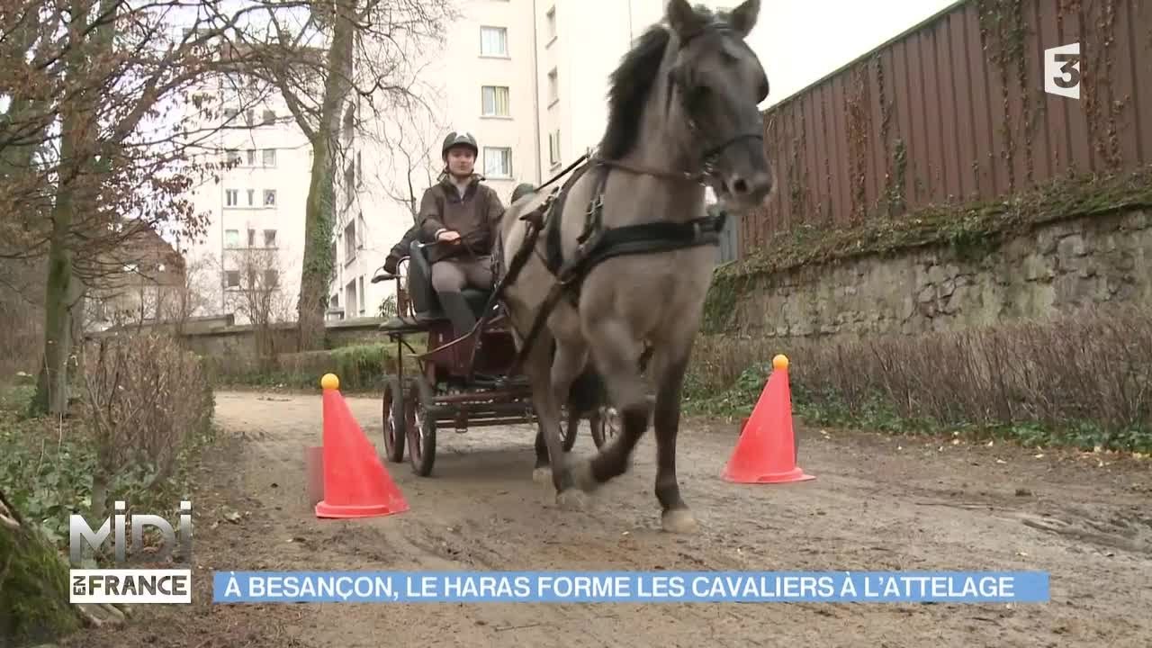 ANIMAUX : À Besançon, le haras forme les cavaliers à l'attelage