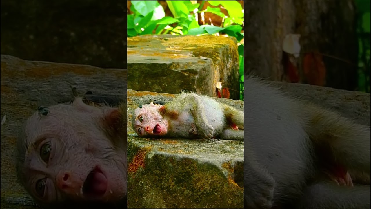 No milk Help! #rainbow #animals #babyanimal #monkey