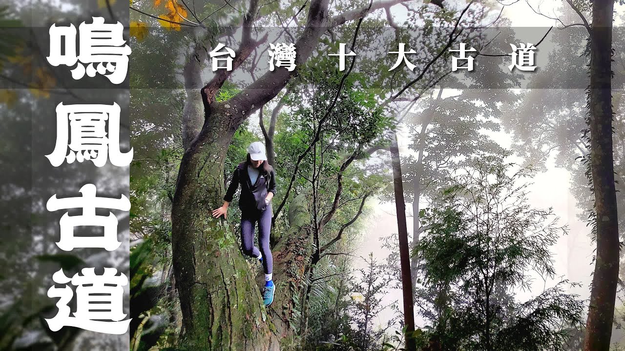 【鳴鳳古道🐦】台灣