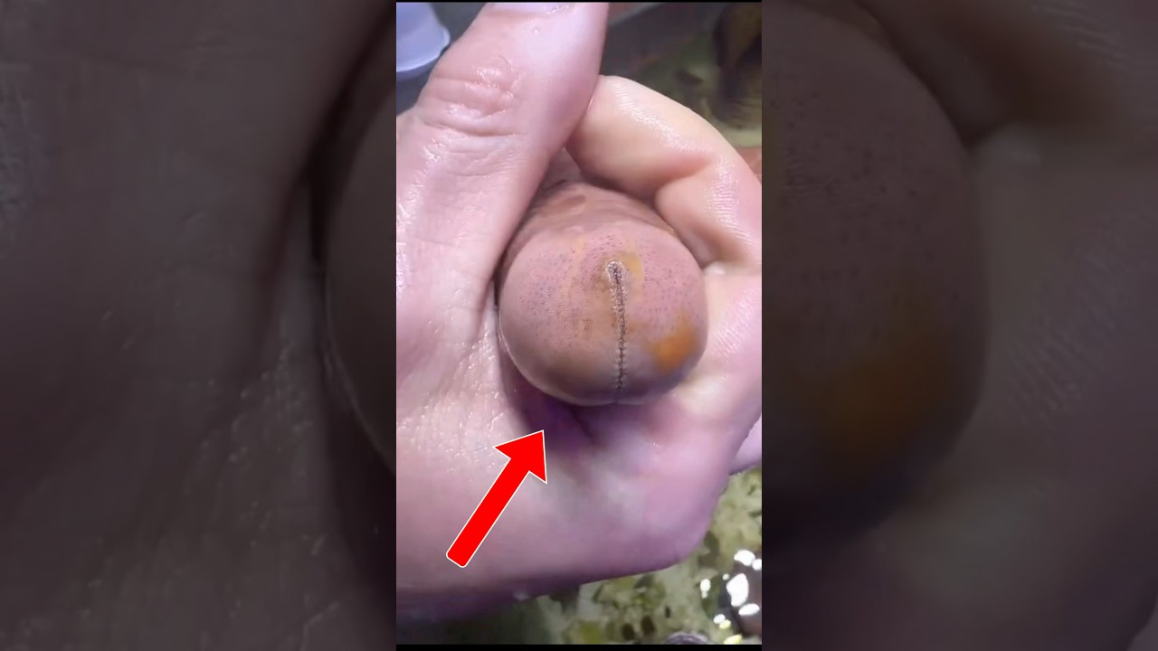 Top 3 Funniest Weird Fish Moments! 😂🐟 Unexpected Underwater Hilarity!