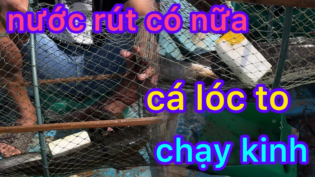 không ngờ nước rút sâu còn nữa cái hôm , cá lóc chạy chống mặt thật
