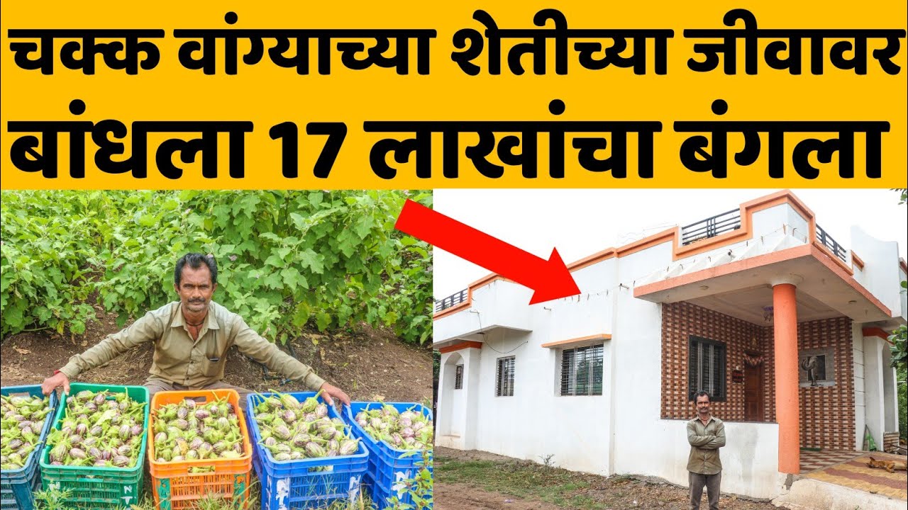 वांगी शेती उत्पन्नाची यशोगाथा | wangi sheti | bringal success story|vangi| baigan|