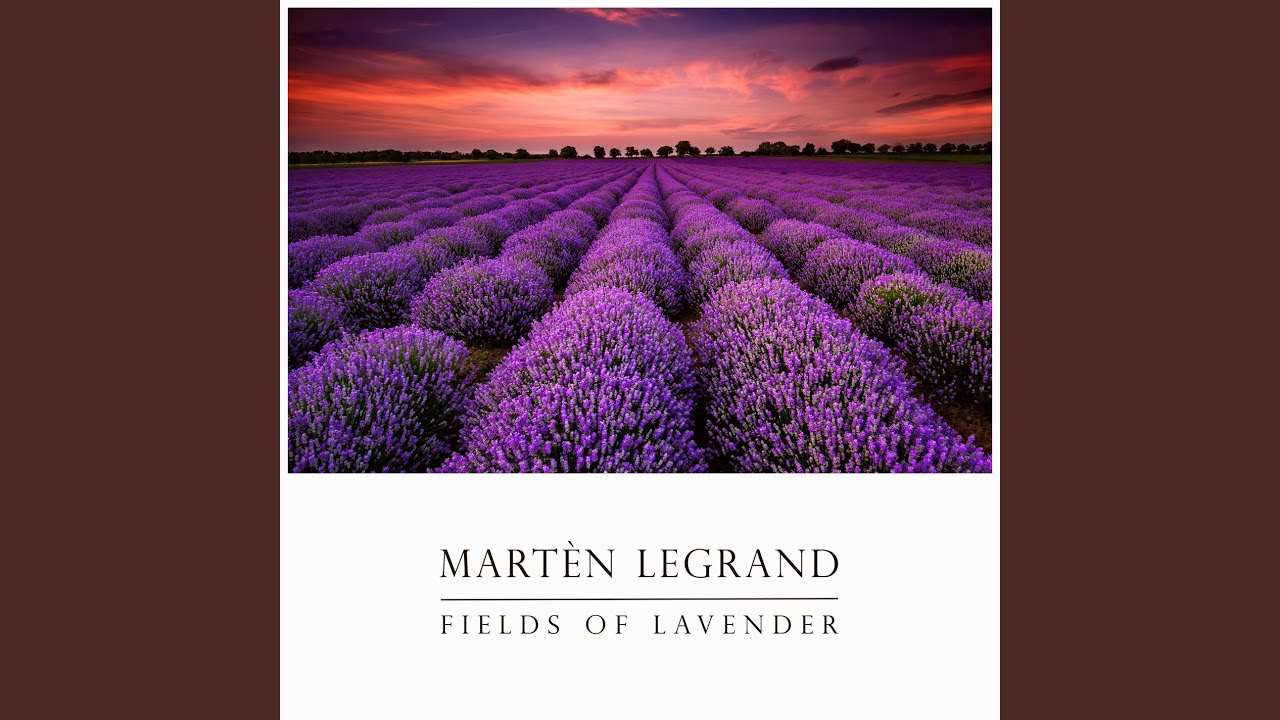Fields Of Lavender