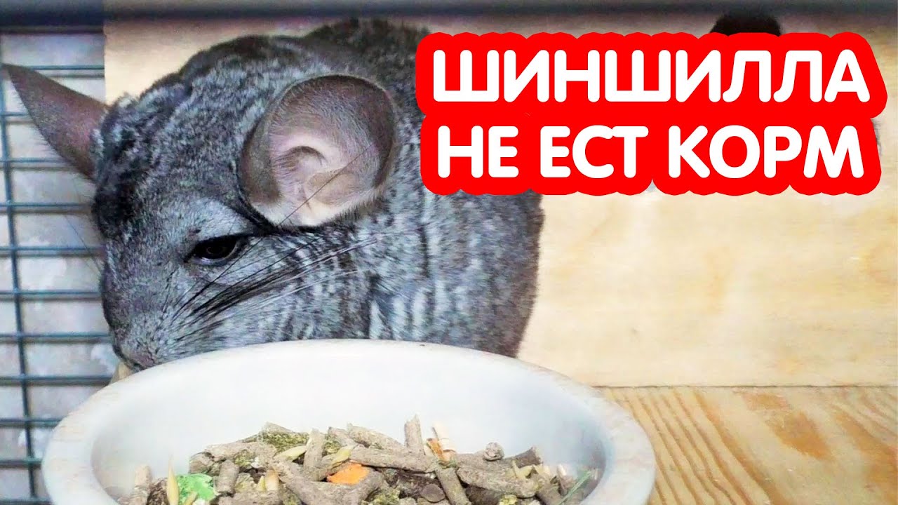 Шиншилла не ест корм (гранулят) - что делать?
