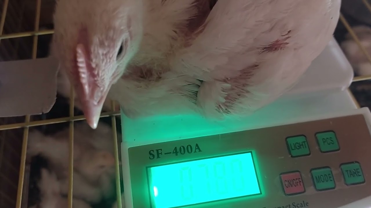 هنوزن ال🐥 البيضاء ونشوف فرق الاوزان والكتكيت السرده وتفوات الاوزان بين الكتكيت وقادر الله ماشاء فعل 