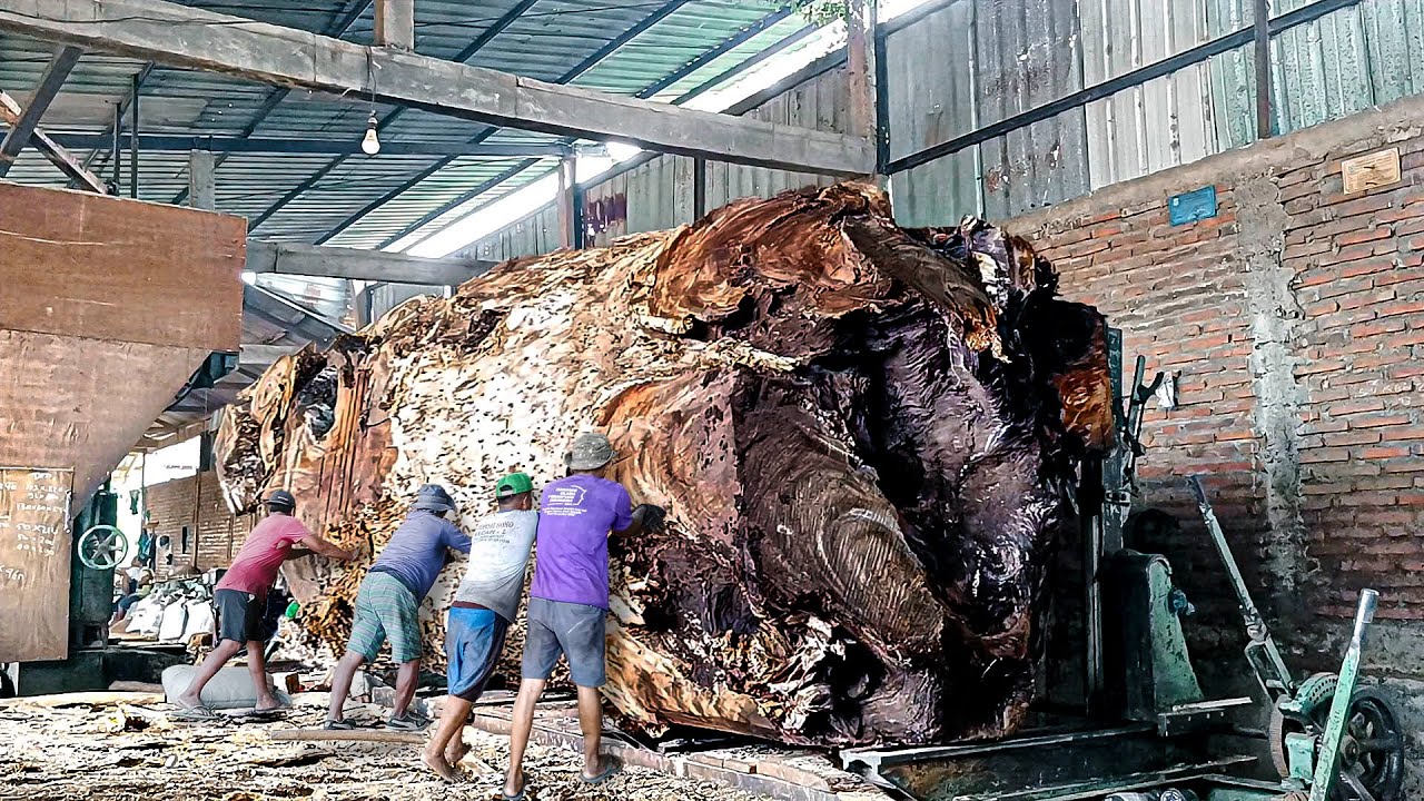Black wood !! Kayu terbesar dan mengerikan I Kayu trembesi raksasa senilai milyaran disawmill