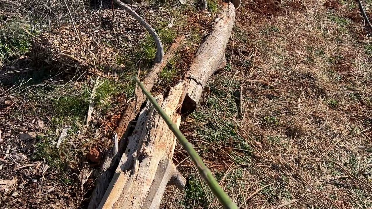 Syntropic Line Anatomy - Temperate Syntropic Agroforestry 