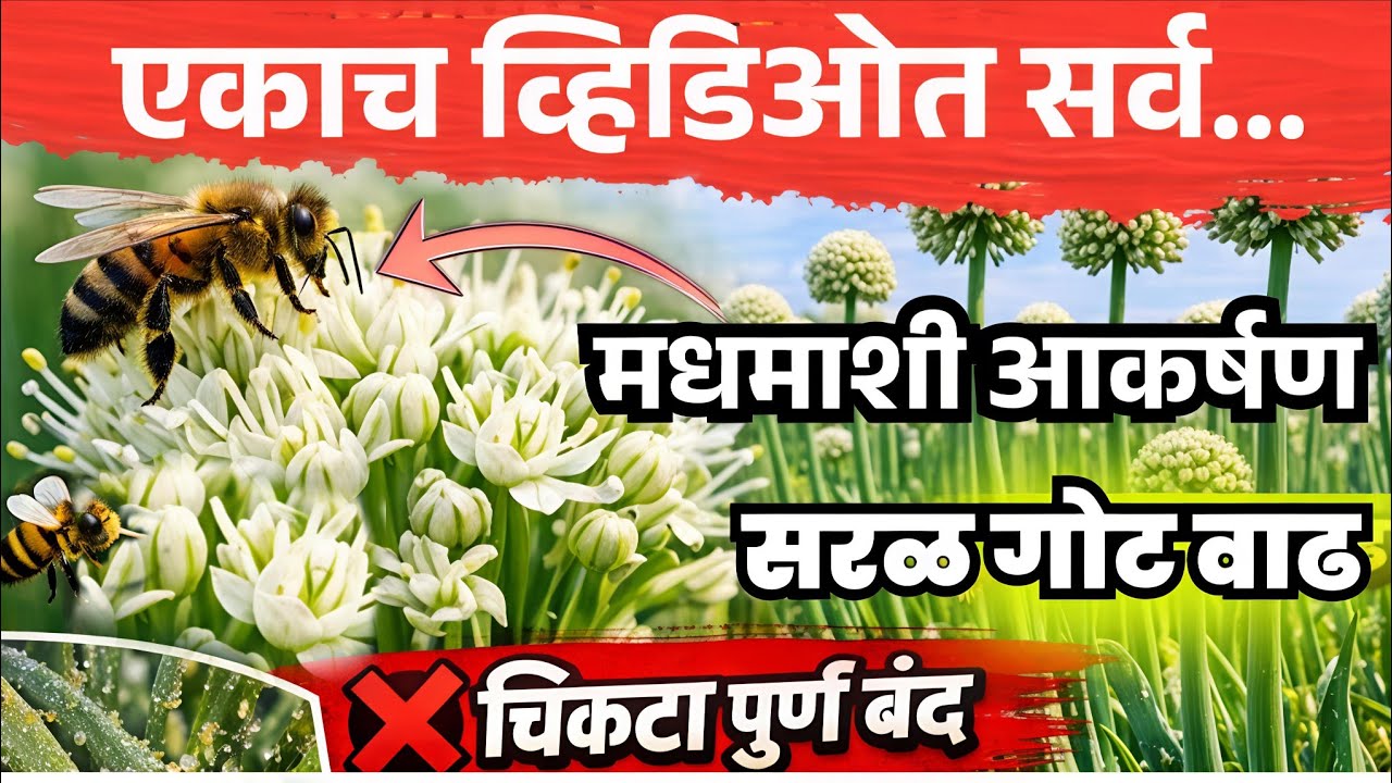 गोट कांदा फुलधारणा वाढीसाठी उपाय | मधमाशी,गोट सरळ वाढ आणि चिकटा नियंत्रण #onion_farming #कांदा #शेती