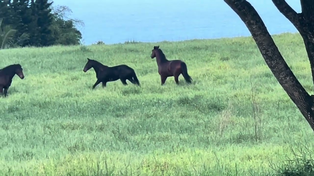 Meilani & Little Boy gallop in Hawaii pasture 