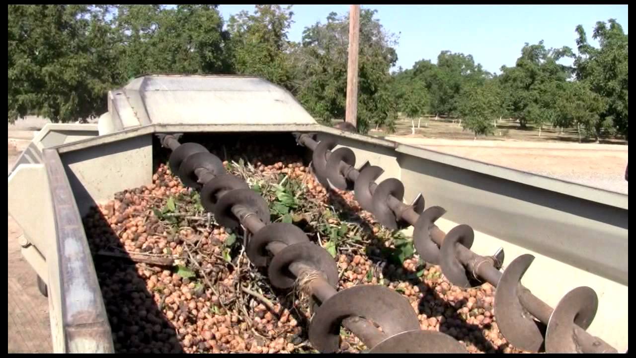 Walnut Harvest, Hulling and Dehydration Video