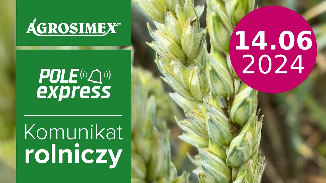 Ochrona zbóż przed szkodnikami -  komunikat POLE express | Agrosimex