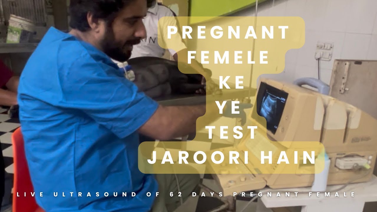 Finding in ultrasound of pregnant female dog ||foetal heartbeat and circumference measurements 