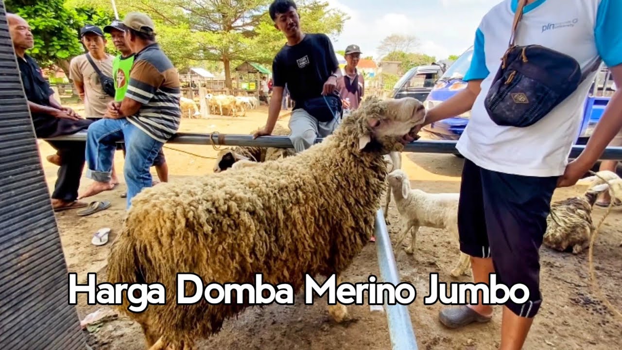 Pasaran Harga Domba Merino Jumbo, Murah Babon Anak Wedus Gembel Muntilan Magelang Terbaru 2025 
