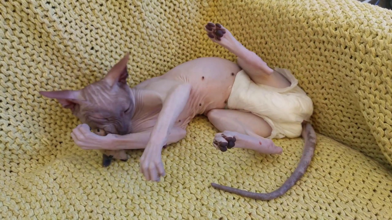 Cat RAMSES wearing diaper 😁Funny & Cute Boy | Don Sphynx