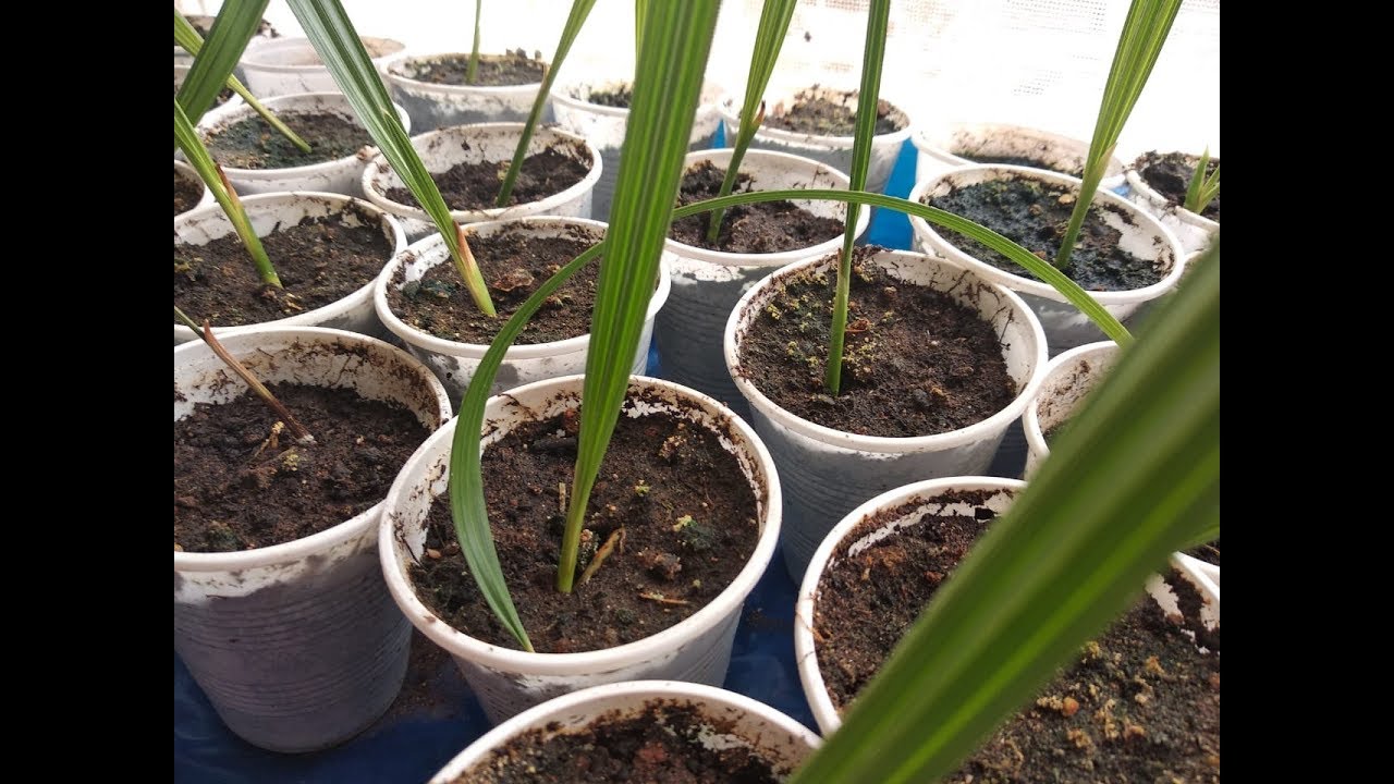 زراعة التمر في المنزل الجزء 2Cultivation of Dates at Home Part
