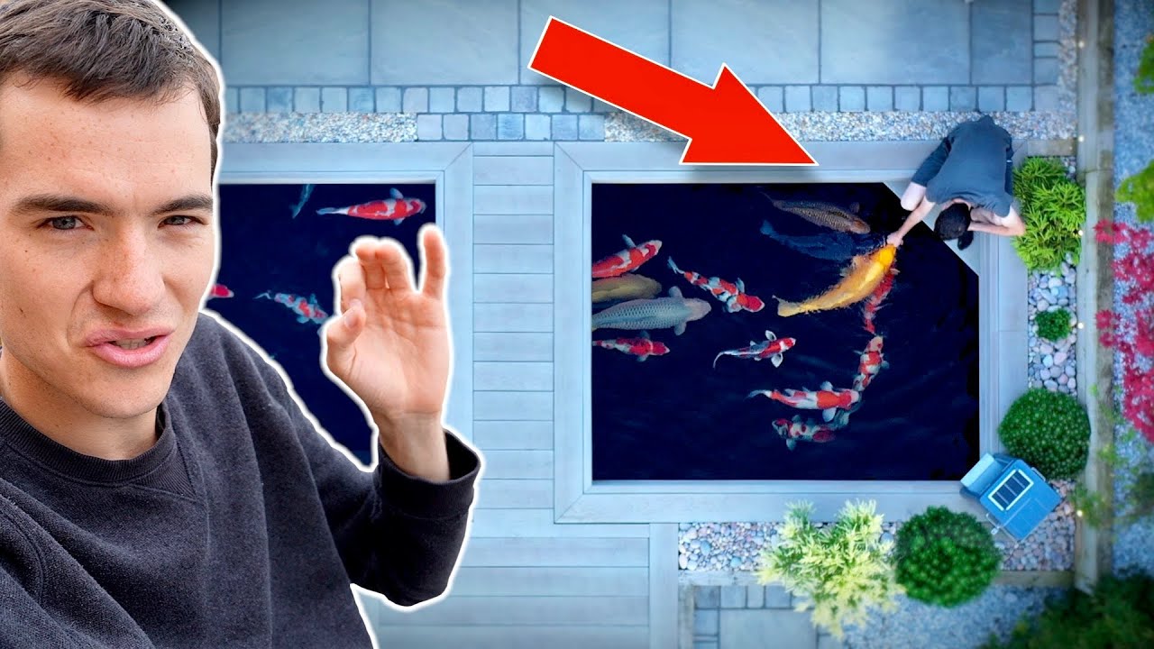 Посещение пруда «Рыбачить с Карлом Кои»👌