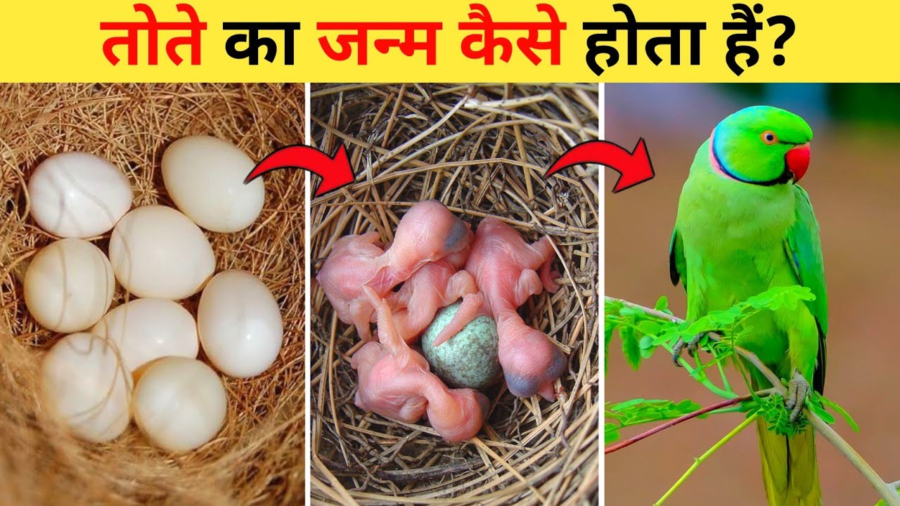 तोते का जीवन चक्र | Parrot Life Cycle Video | Life Cycle Of Parrot In Hindi | Tote ka Janm