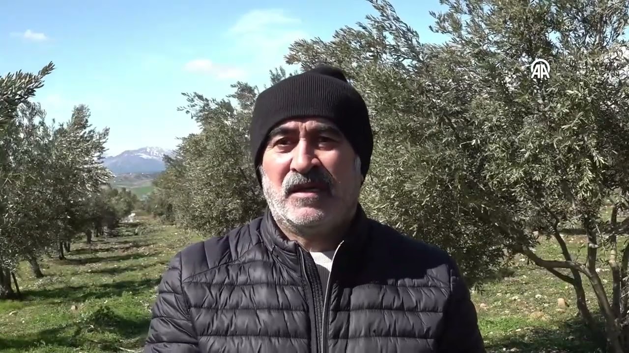 Kahramanmaraş'ta zeytin üreticilerine budama ve gübreleme uyarısı