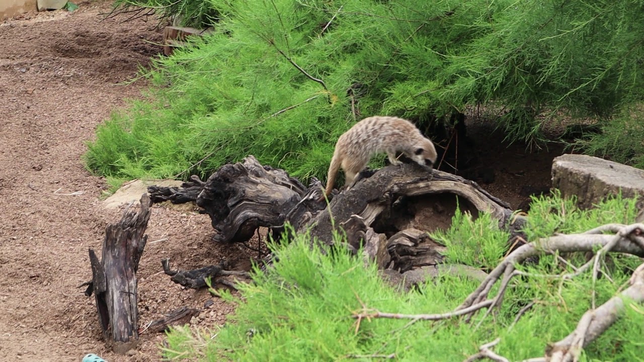 Yellow Mongooses