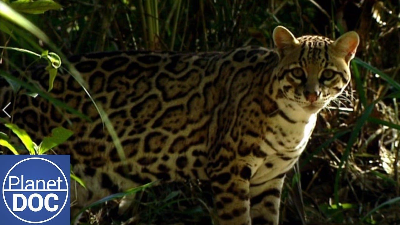 Venezuela: Paraíso en el Infierno | Fauna Salvaje en Los Llanos