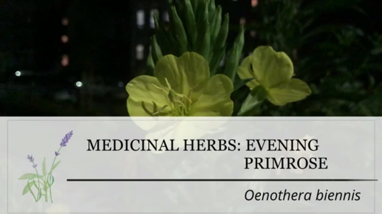 Evening Primrose