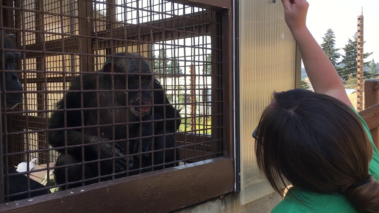 Positive Reinforcement Training with rescued chimpanzee Negra