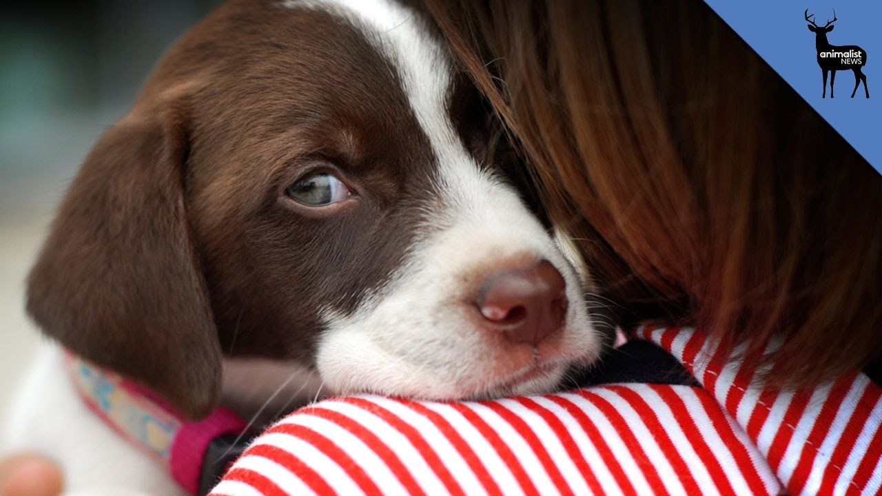 Your Dog Can Tell When You're Sad