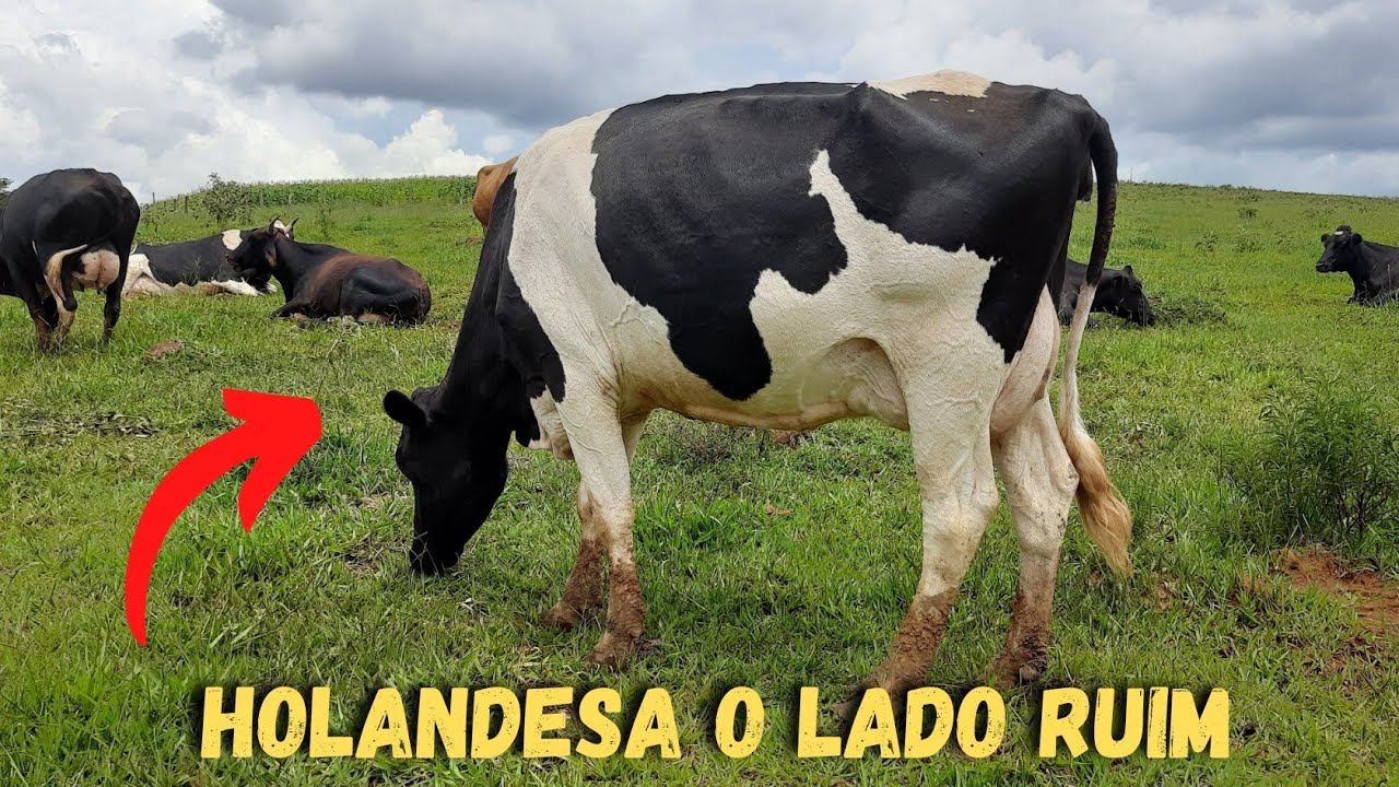 Essa &eacute; a maior DESVANTAGEM da ra&ccedil;a HOLANDESA